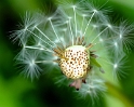 Blume Blume D30_9332